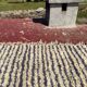 Vintage Moroccan Berber rug with multicoloured stripes – 332 x 244 cm