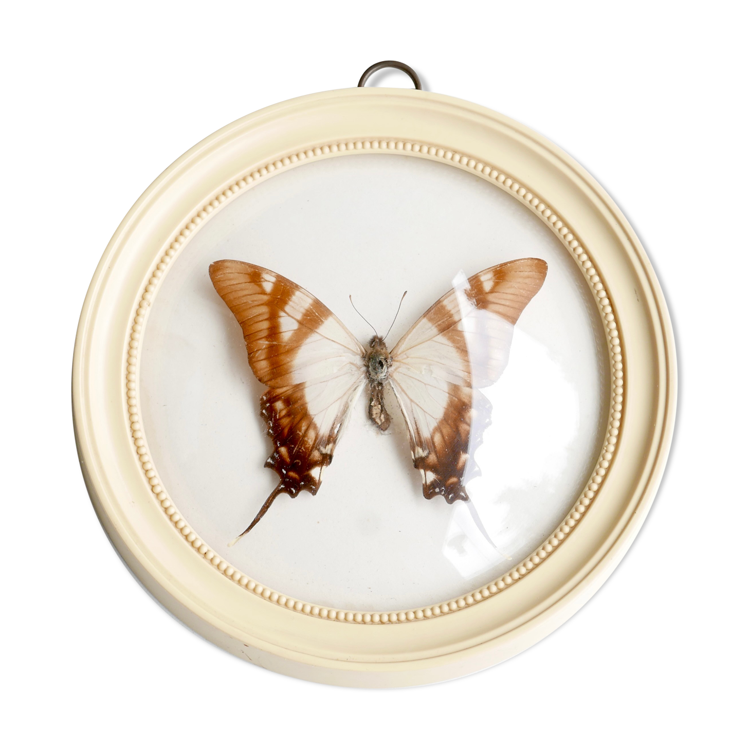 Cadre vitrine bombée : papillon naturalisé blanc et marron, années 60