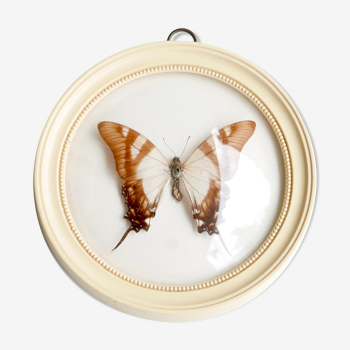 Cadre vitrine bombée : papillon naturalisé blanc et marron, années 60