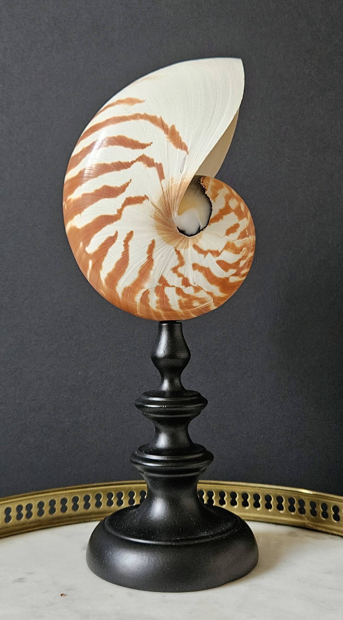Nautilus / Natural Nautile, Black Turned Wood Base H: 25 cm