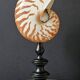 Nautilus / Natural Nautile, Black Turned Wood Base H: 25 cm