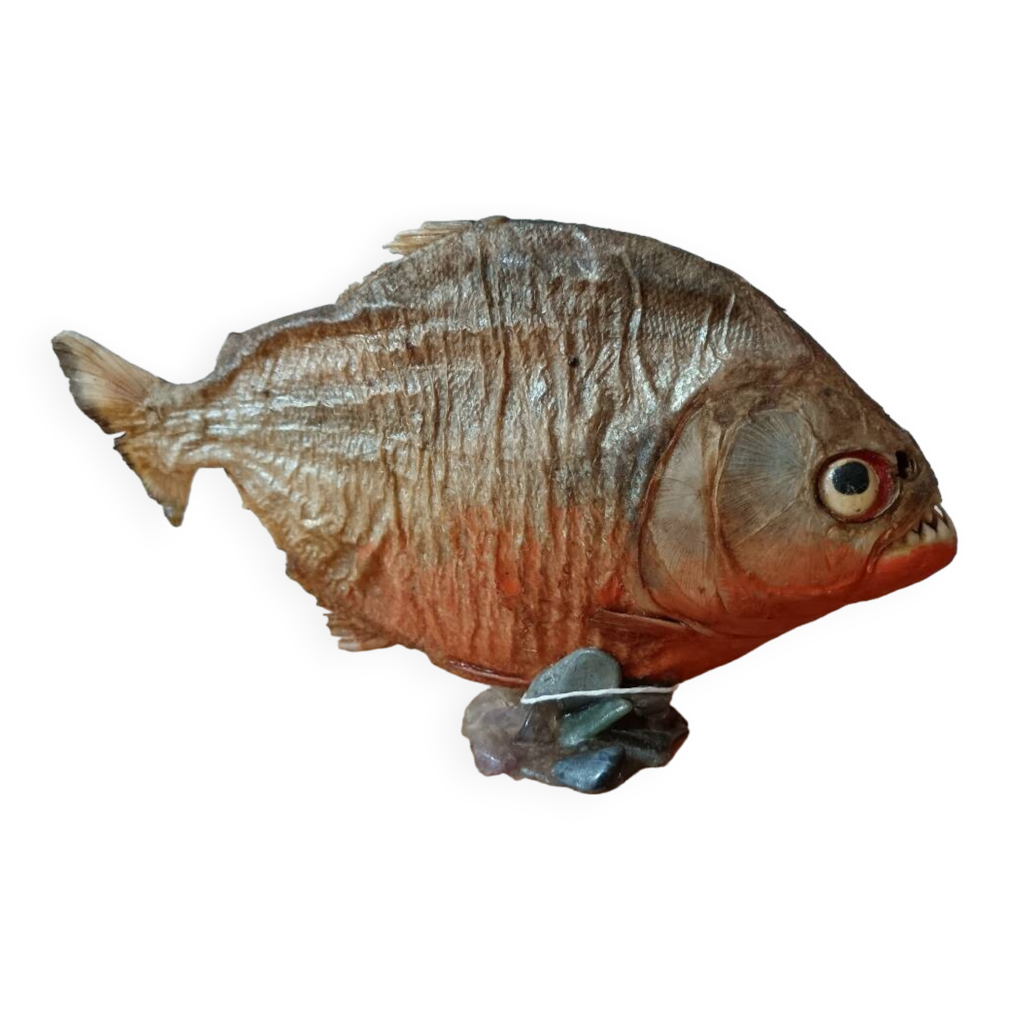 Piranha Venezuela Cabinet of Curiosities