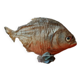 Piranha Venezuela Cabinet of Curiosities