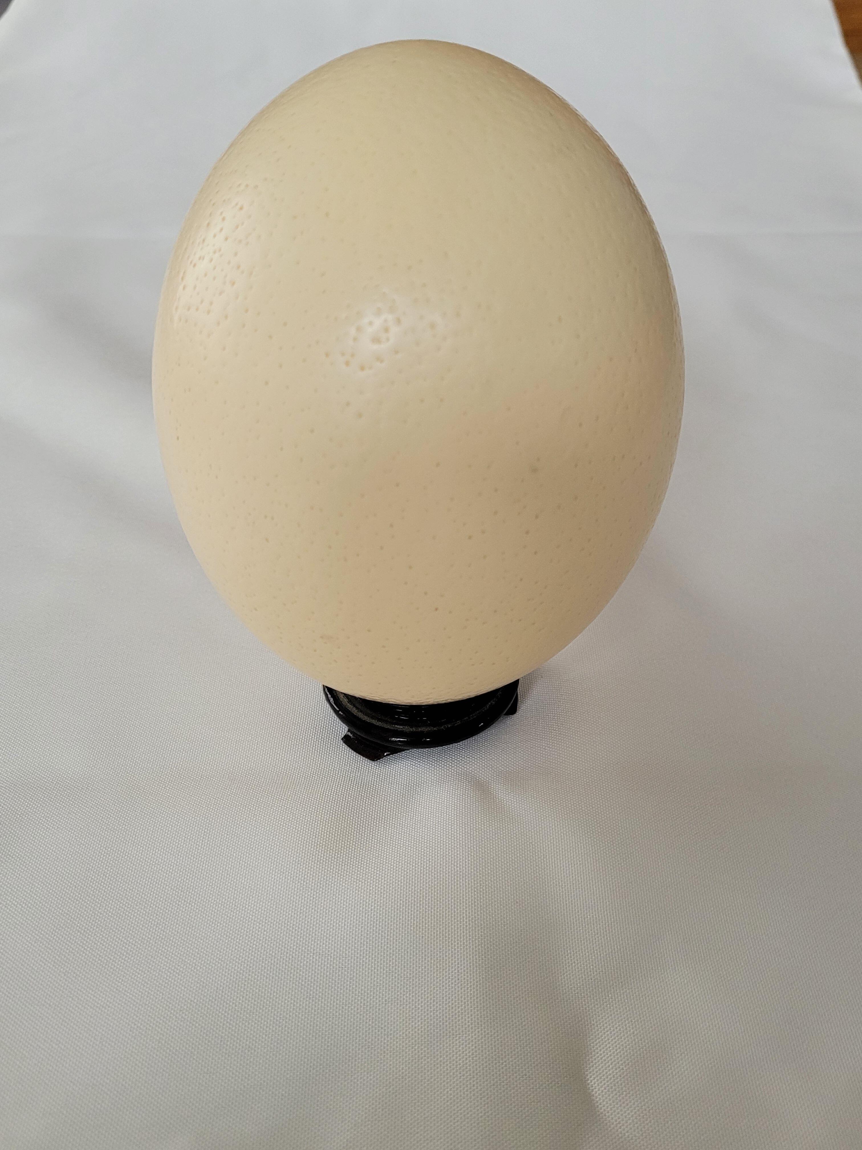 Ostrich egg with support