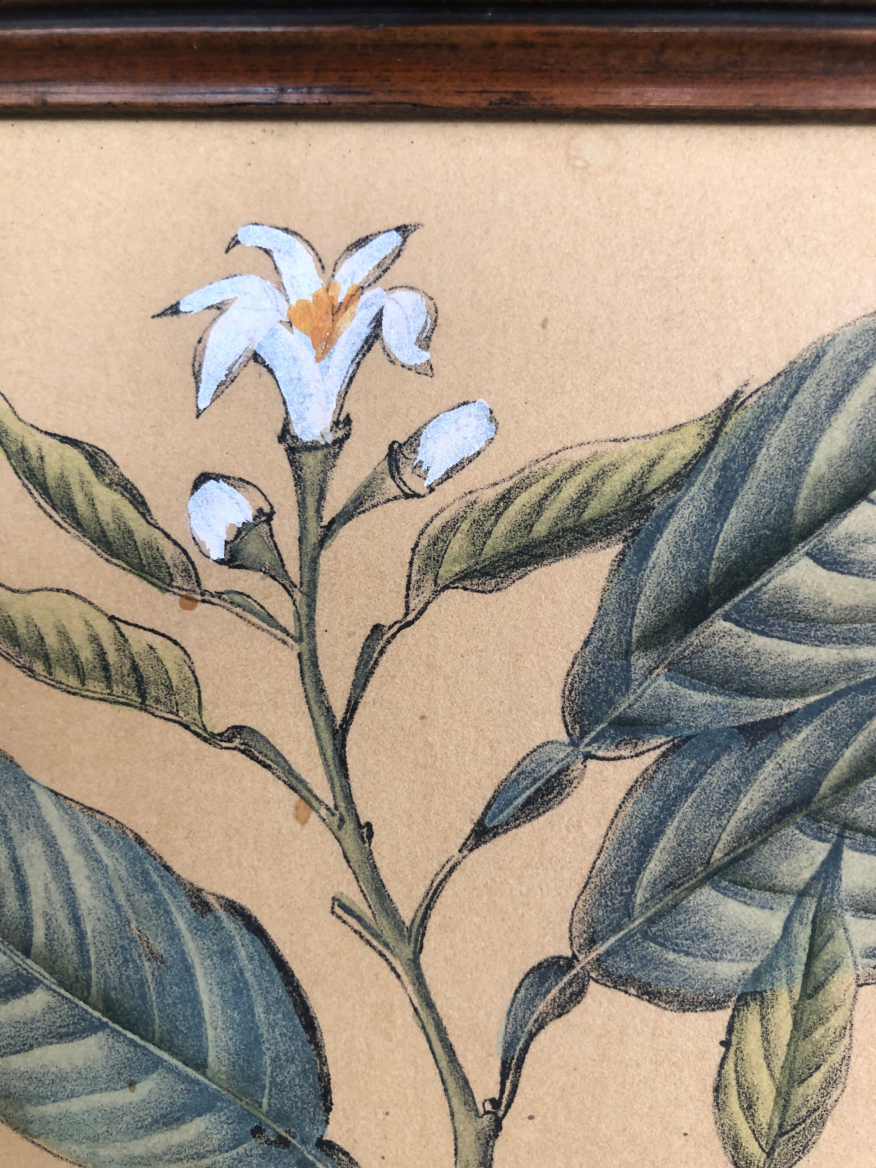 Framed botanical drawing