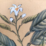 Framed botanical drawing