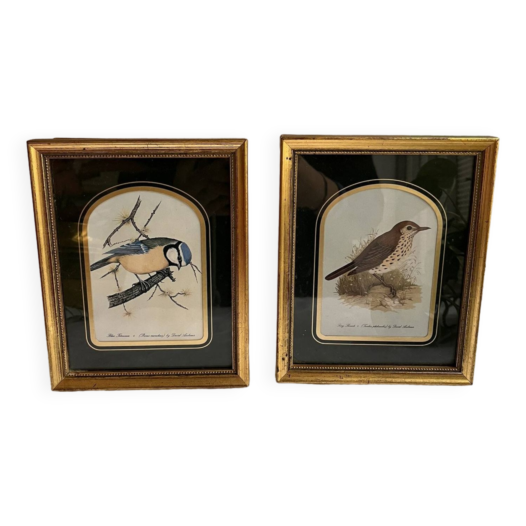 Two vintage bird prints by David Andrews - Chickadee and Song Thrush