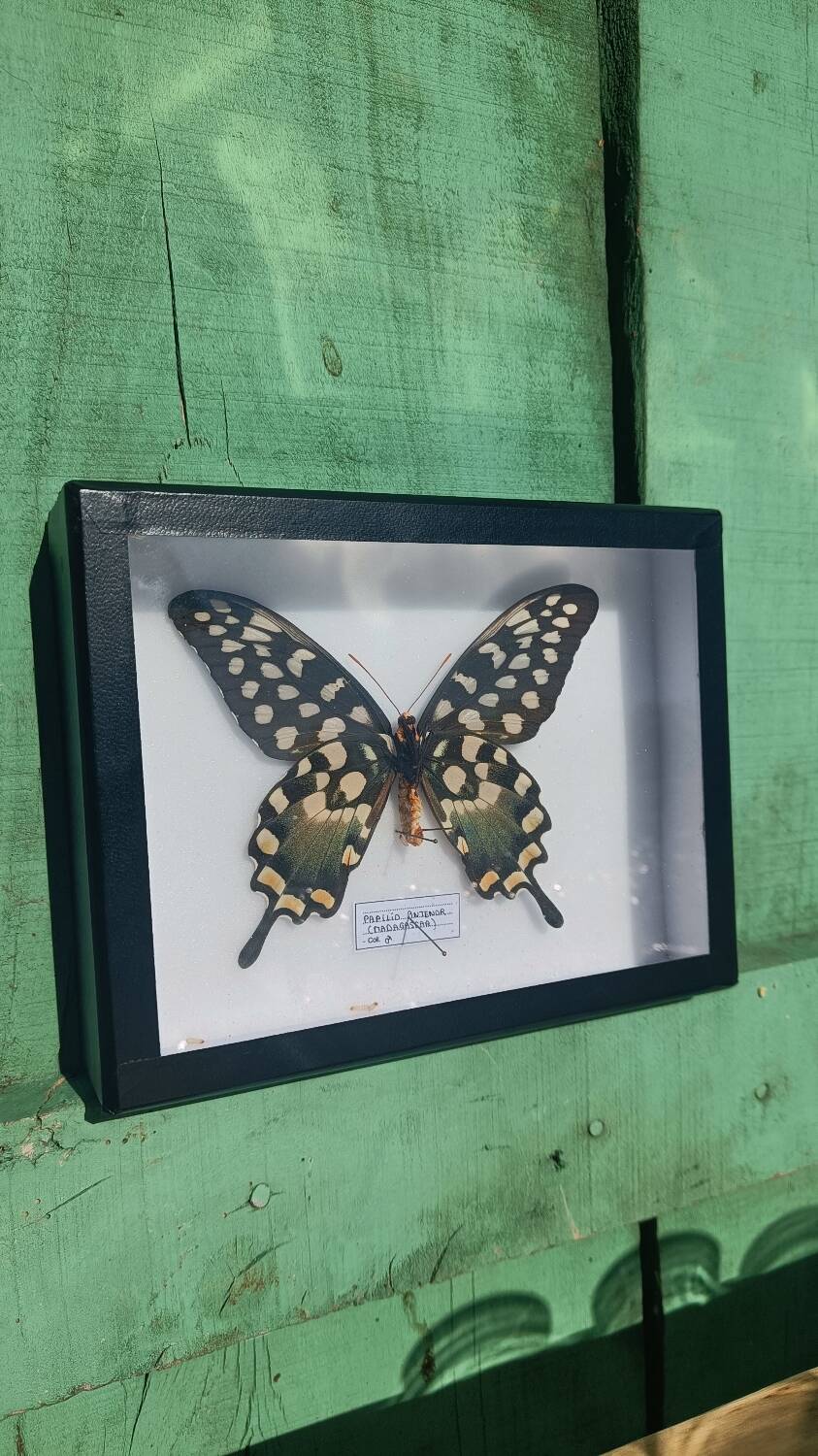 Papillon Antenor de Madagascar