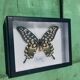 Papillon Antenor de Madagascar