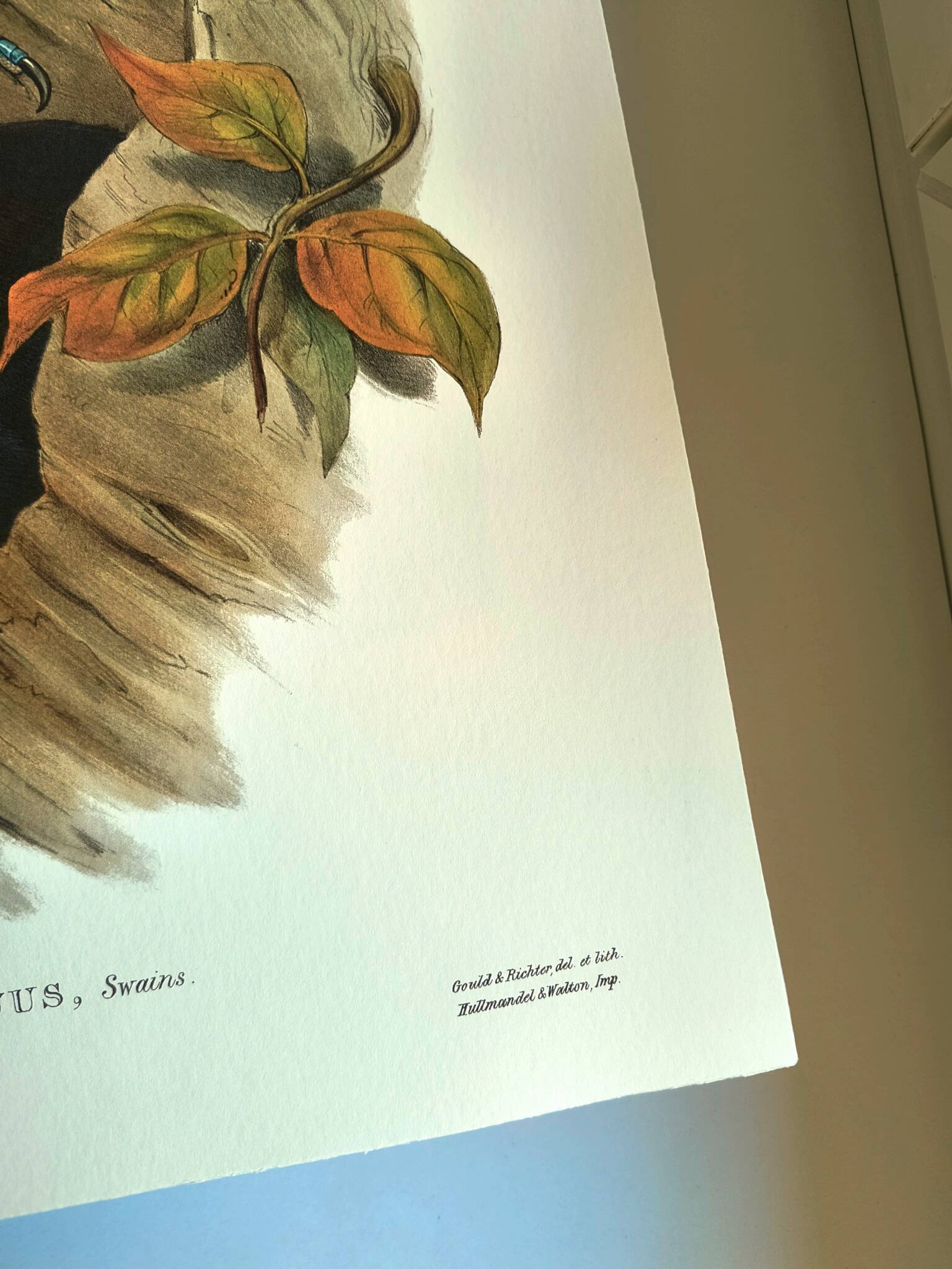 Vintage illustration - Toucan Ambigus by John Gould - bird plate
