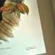 Vintage illustration - Toucan Ambigus by John Gould - bird plate