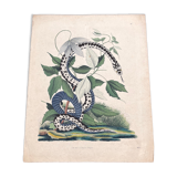 Snake poster (lithograph)