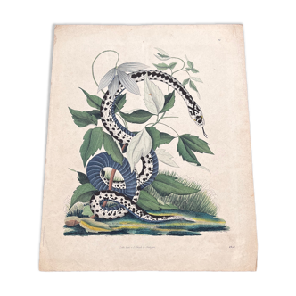 Snake poster (lithograph)