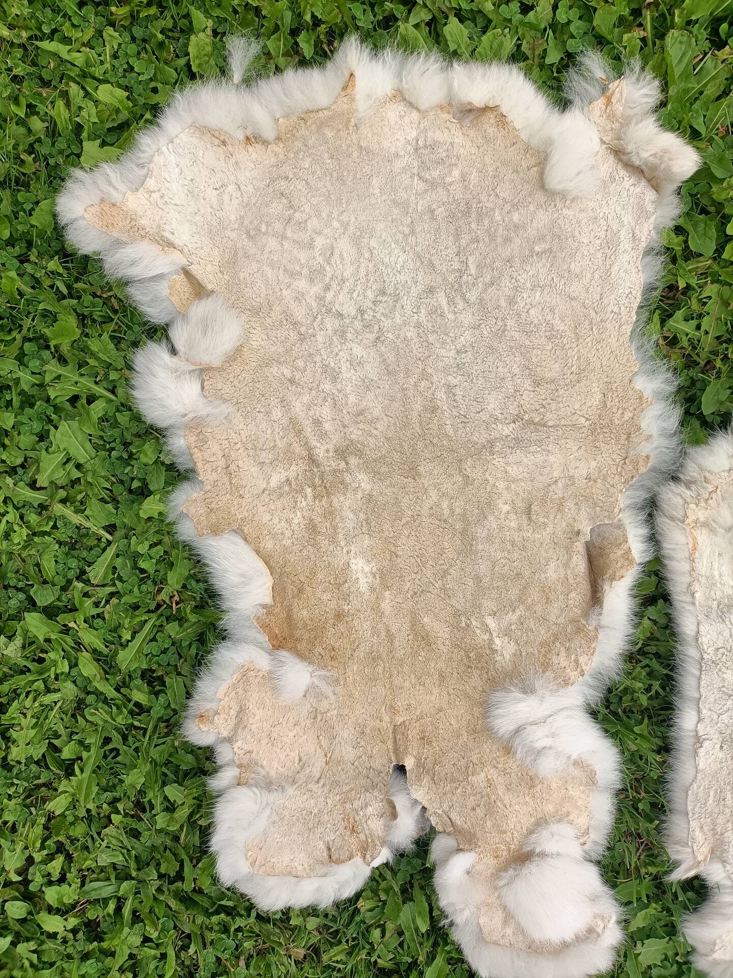 Peau de Lapin véritable