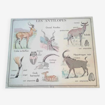 Affiche scolaire vintage les antilopes et la vache