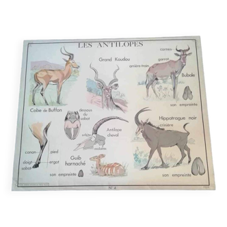 Affiche scolaire vintage les antilopes et la vache