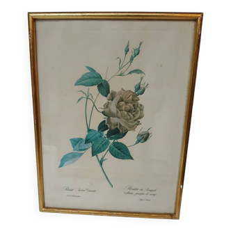 Old lithograph frame Bengal rose with blood purple flowers PJ Redouté