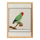 Affiche sur la "Perruche à tête rouge", d'après une gravure ancienne