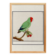 Small poster on the "Red-headed Parakeet", after an old engraving