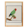 Small poster on the "Red-headed Parakeet", after an old engraving
