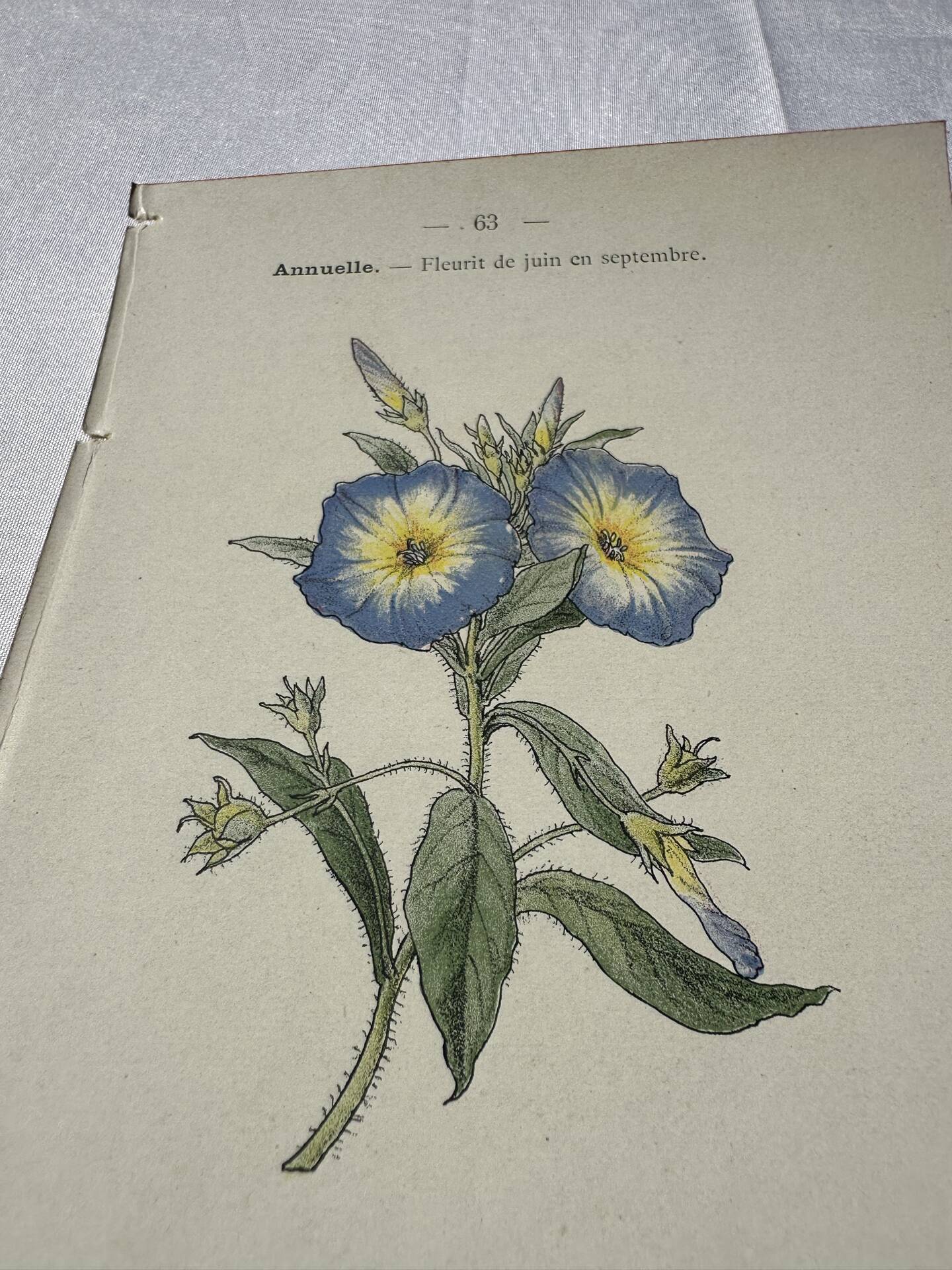 Botanical engraving Flower France double-sided coloured 1800