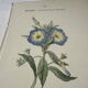 Botanical engraving Flower France double-sided coloured 1800