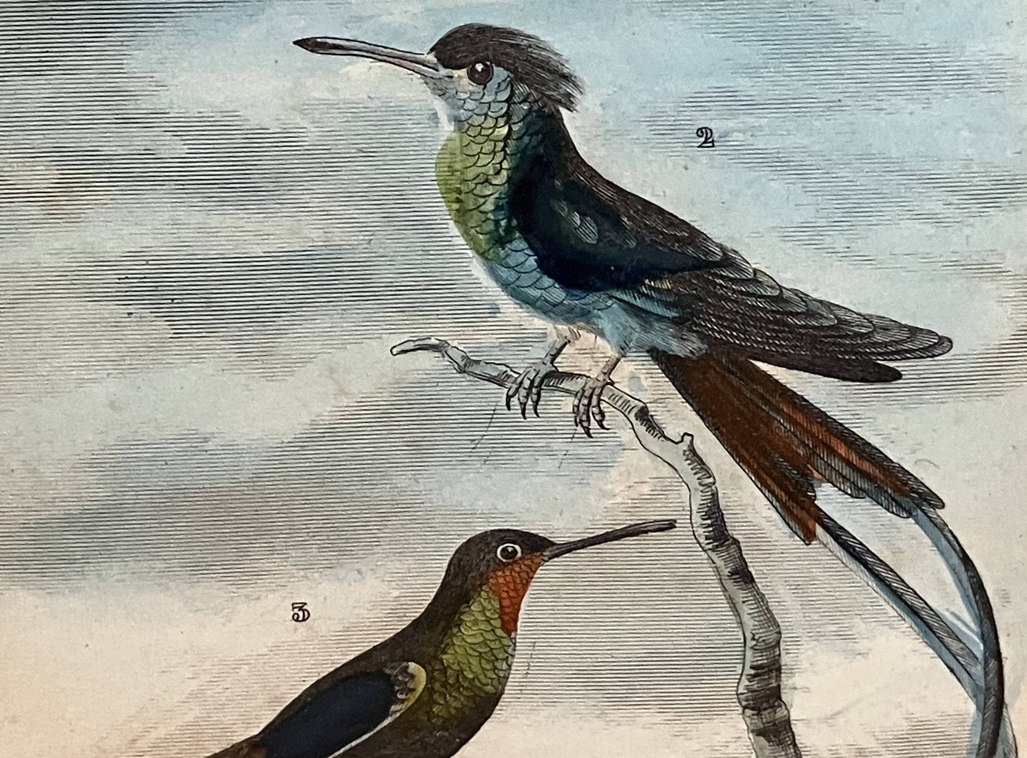 Planche ornithologique originale– Colibris - Buffon
