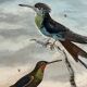 Planche ornithologique originale– Colibris - Buffon