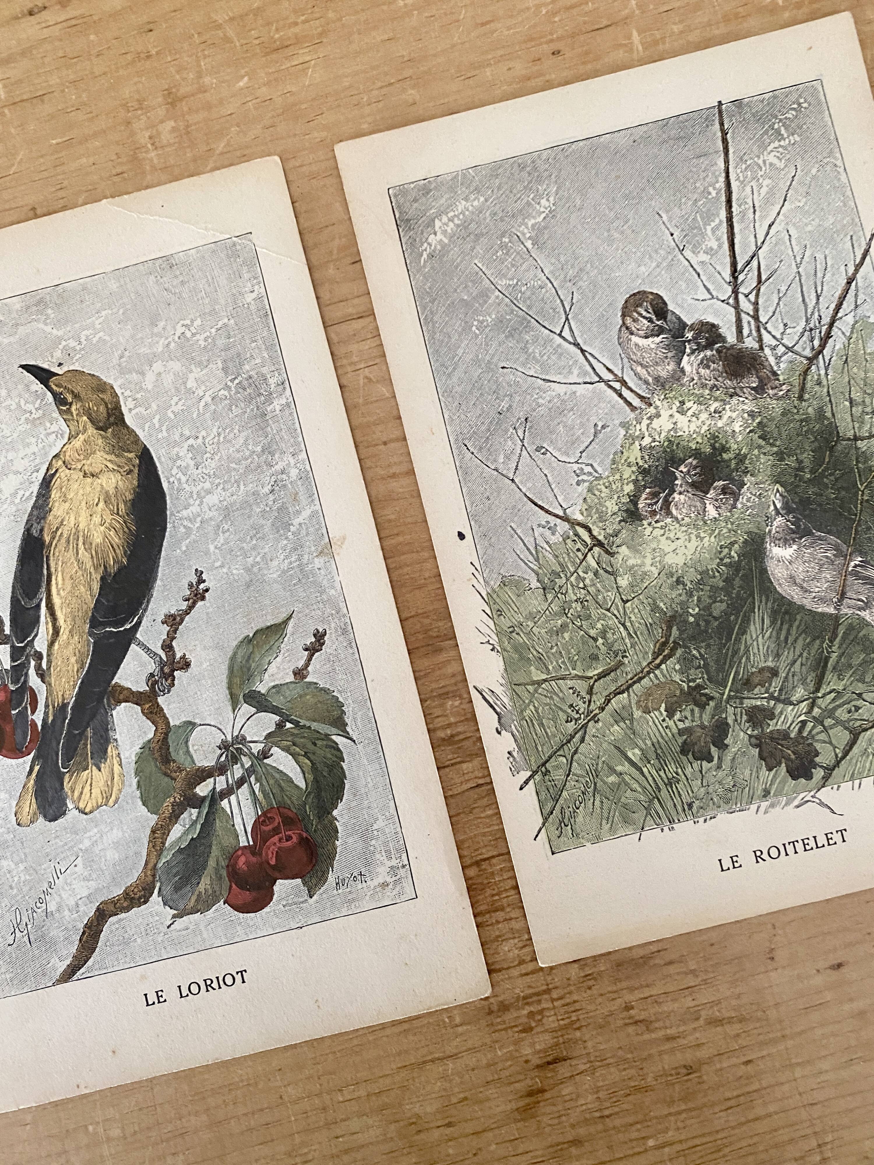 ancienne gravure d'oiseau - giacomelli et huyot - le loriot -