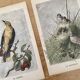 ancienne gravure d'oiseau - giacomelli et huyot - le loriot -