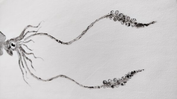 Empreinte originale d'un calamar, tableau encadré