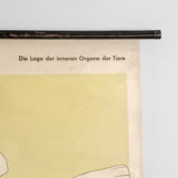 Affiche allemande de biologie marine par Volk Und Wissen Volkseigener Verlag