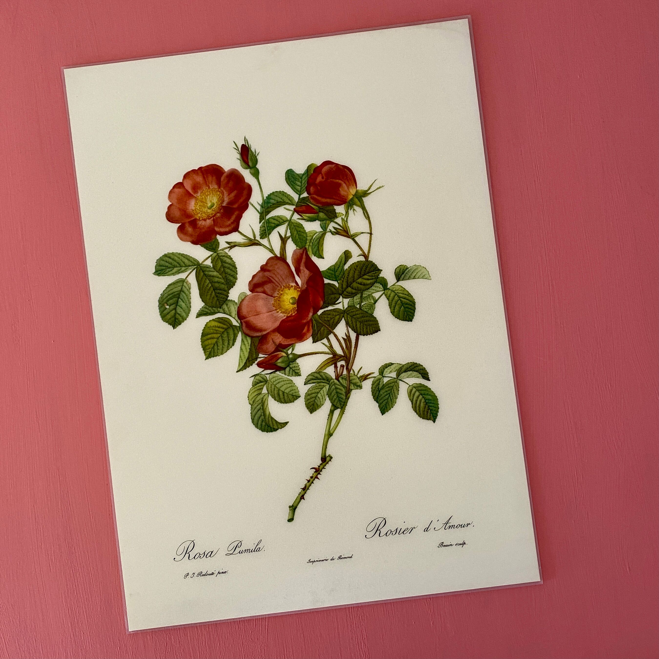 Affiche vintage, rosier d'amour de pj redouté