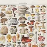 Old illustration Millot "Mushrooms"