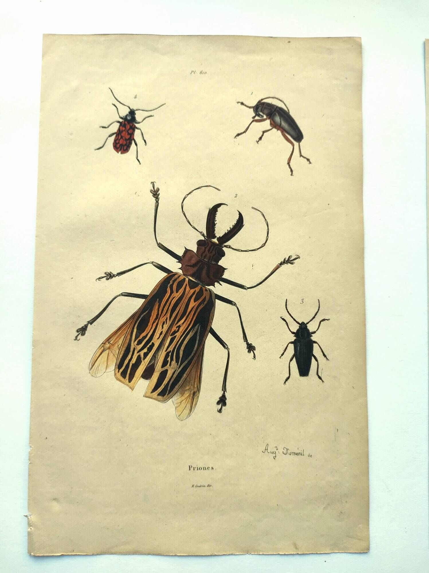 Antique engraving from 1839 - Priones Insects - Hand-colored plate