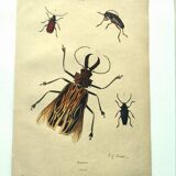 Gravure ancienne de 1839 -Insectes Priones - Planche coloriée à la main