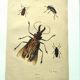 Antique engraving from 1839 - Priones Insects - Hand-colored plate