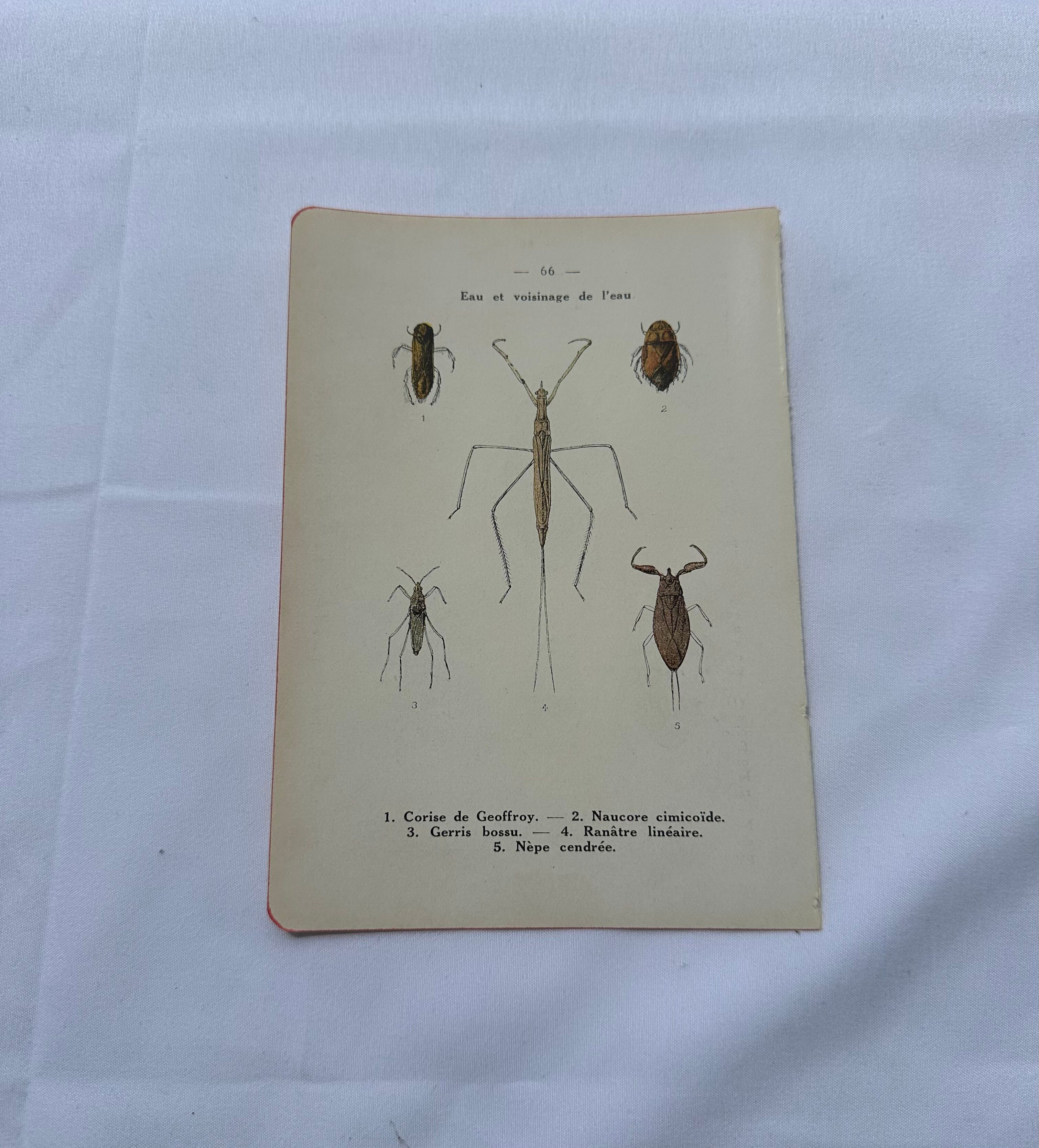 Botanical engraving old naturalist plate France
