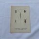 Botanical engraving old naturalist plate France