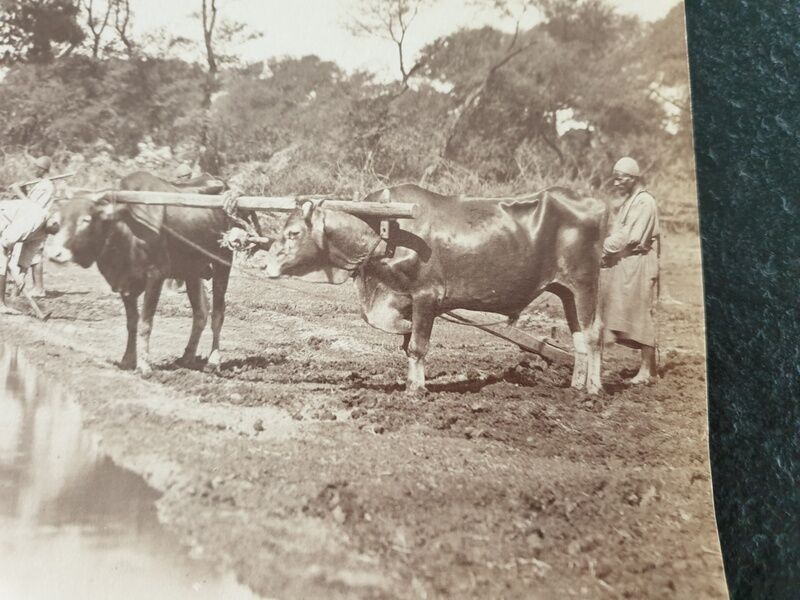 Pascal Sébah (1823-1886) - Photograph, albumen print - The ploughmen, Egypt