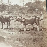 Pascal Sébah (1823-1886) - Photograph, albumen print - The ploughmen, Egypt