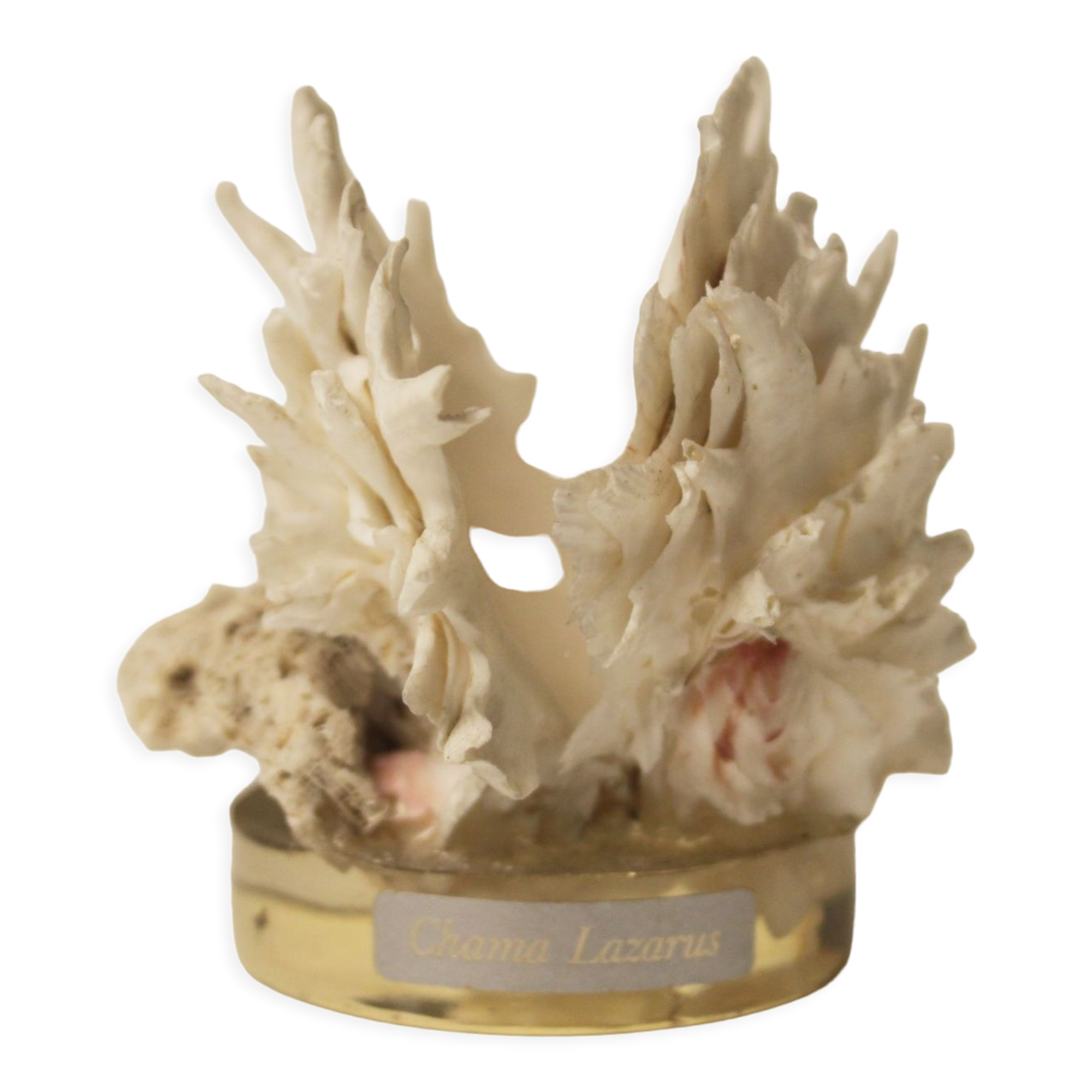 Shell Chama Lazarus.