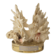 Coquillage Chama Lazarus