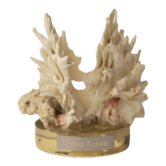 Coquillage Chama Lazarus