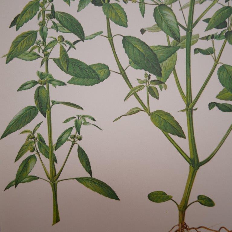Planche botanique mercuriale annuelle