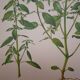 Planche botanique mercuriale annuelle