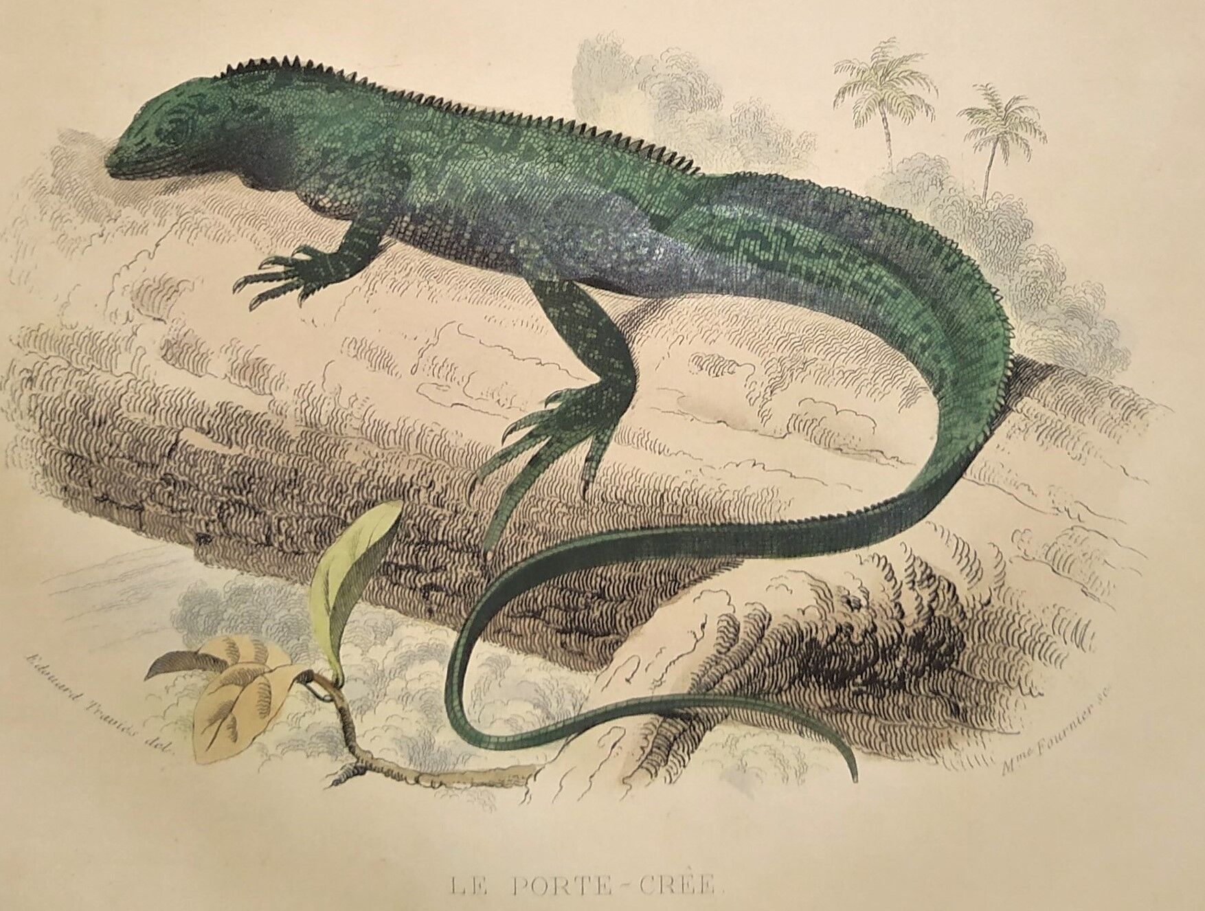 Original zoological plate of 1839 " the green lizard & the porte-crée "