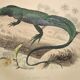 Original zoological plate of 1839 " the green lizard & the porte-crée "