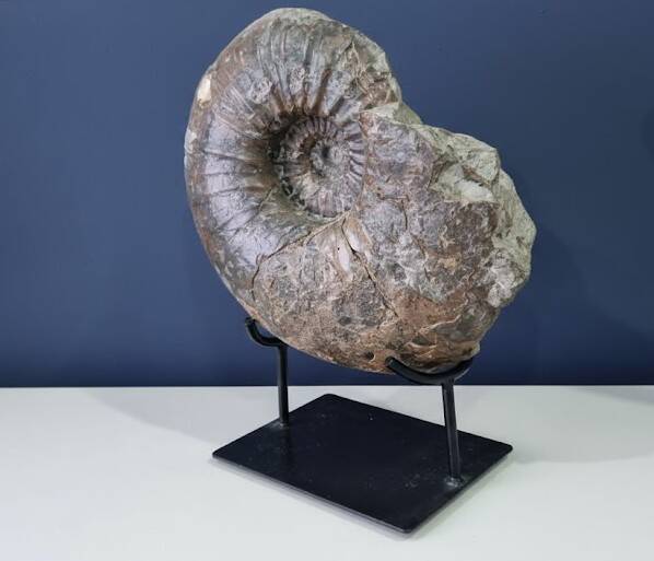 giant ammonite