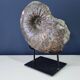 giant ammonite